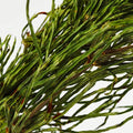 Horsetail